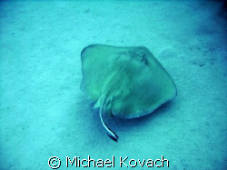 Southern Atlantic Stingray on the sand near the Sea Emper... by Michael Kovach 